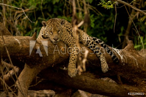 Bild på Brazilian Pantanal Jaguar on a Tree